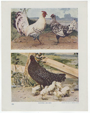 COCK AND HEN